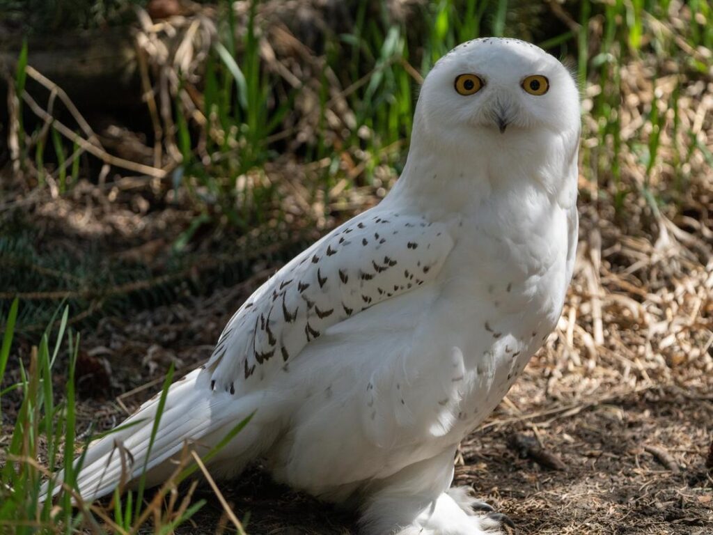 Snowy Owl