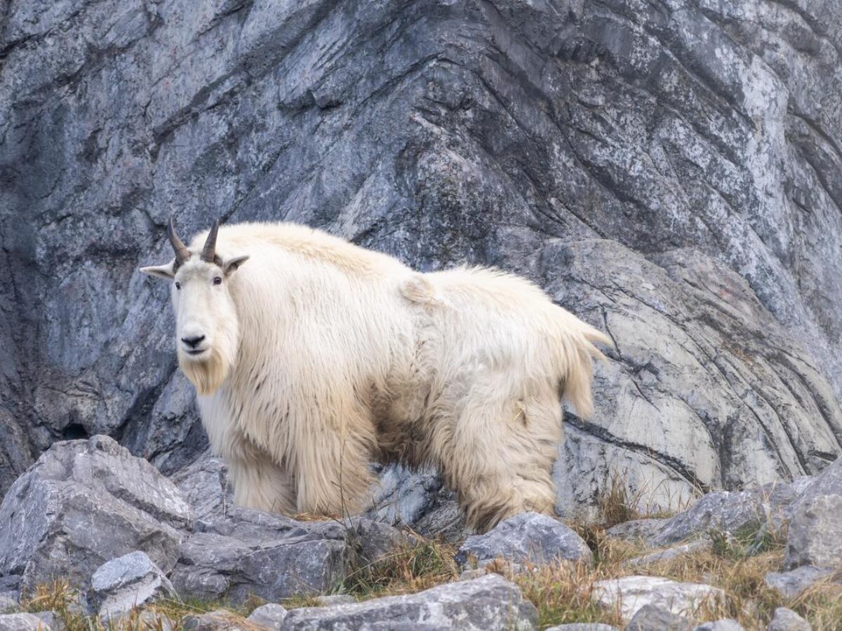 Rocky Mountain goat