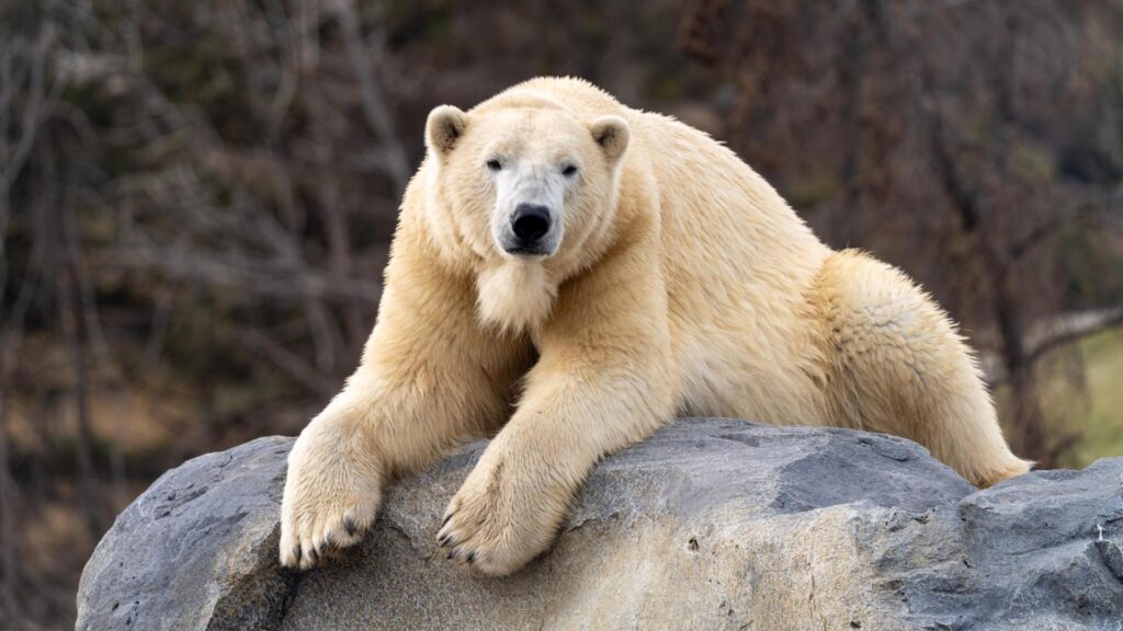 Polar bear
