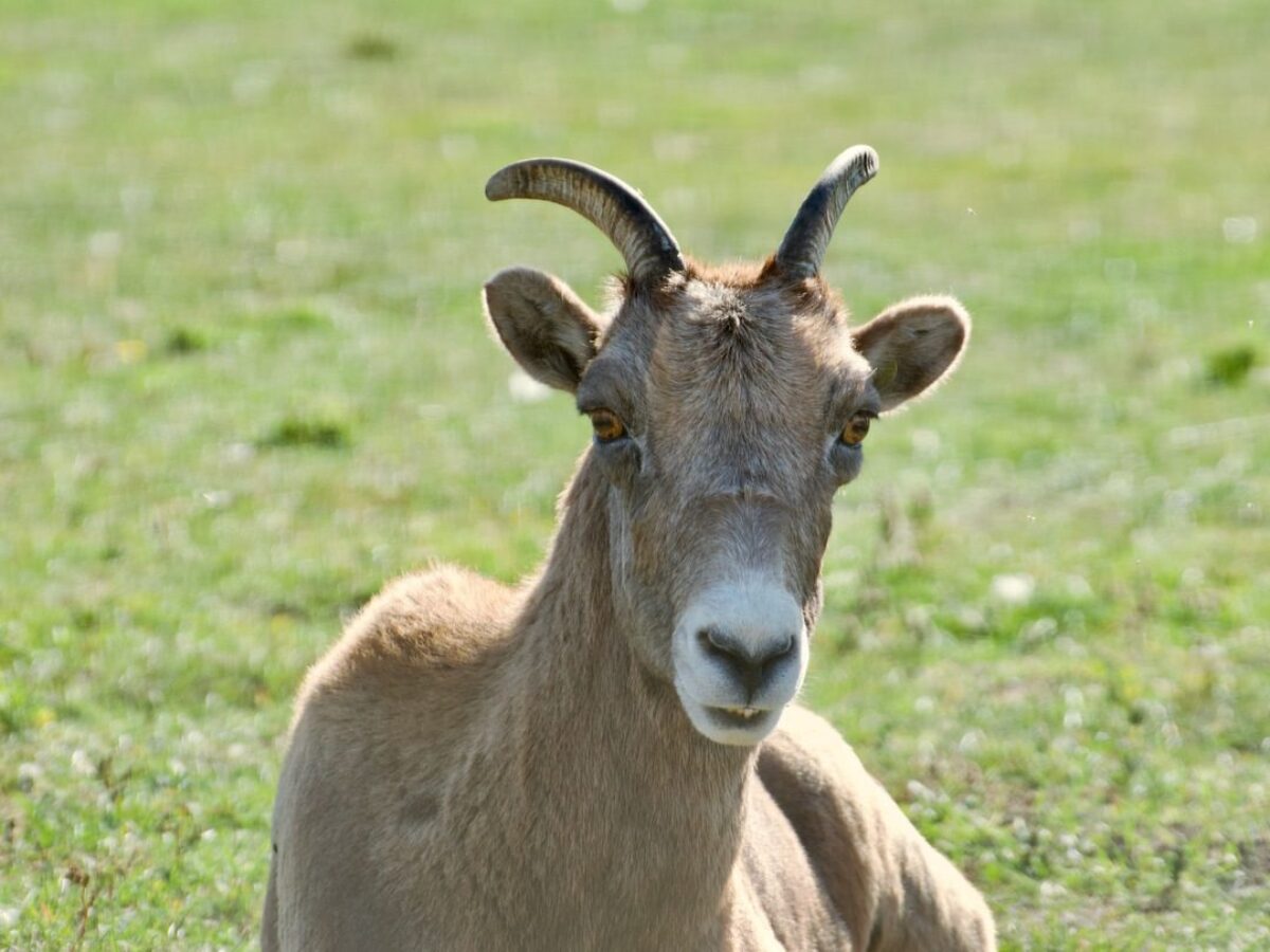 Bighorn sheep