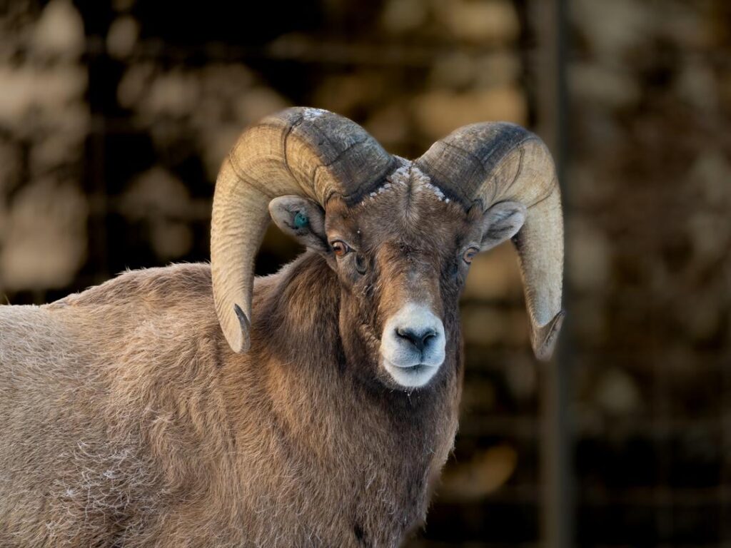 Bighorn sheep