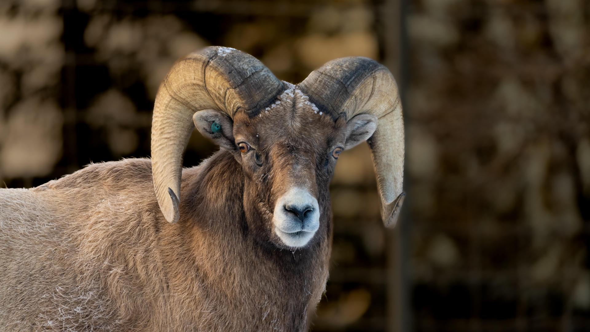 Bighorn Sheep