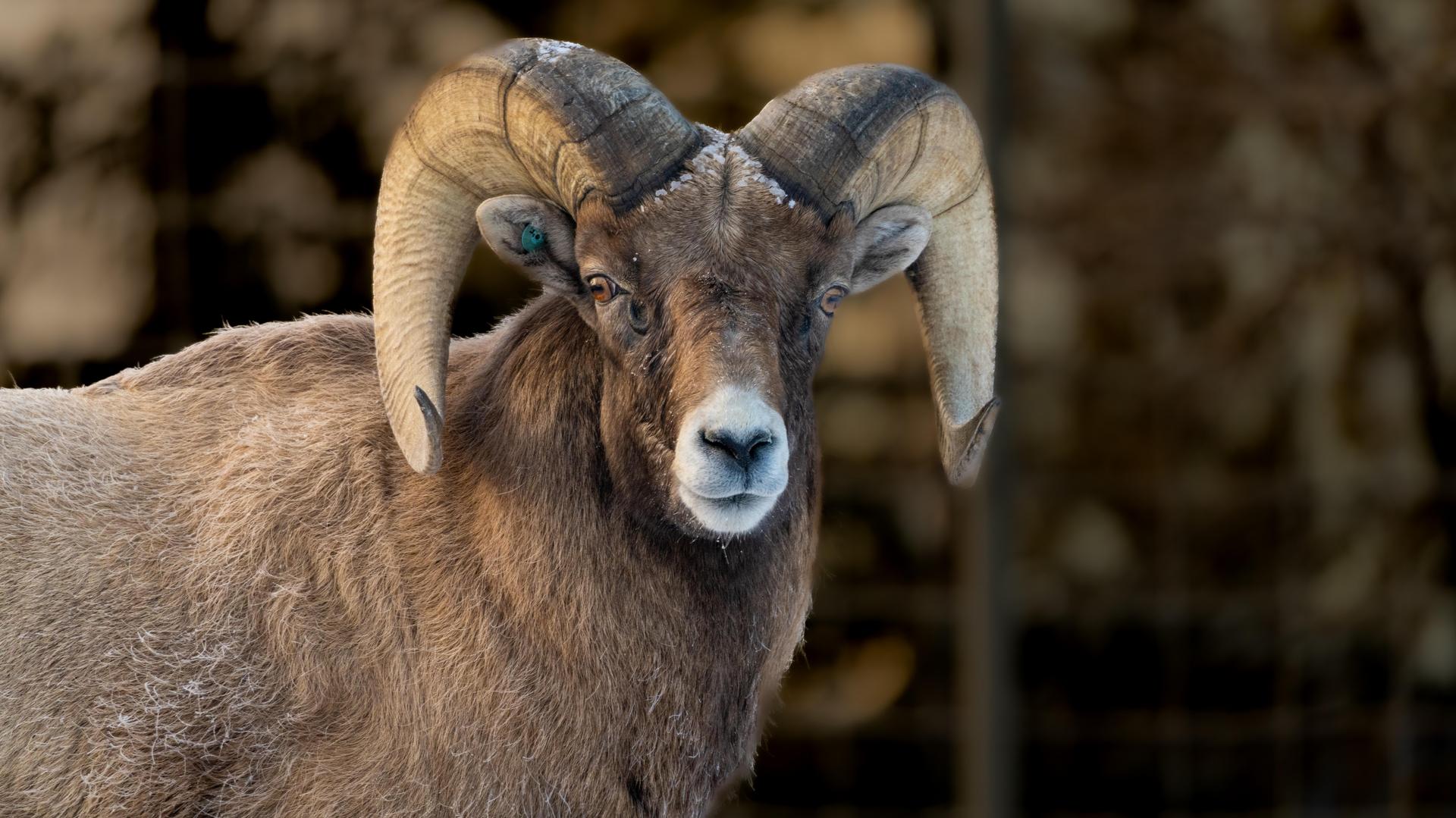 Bighorn Sheep - Wilder Institute/Calgary Zoo