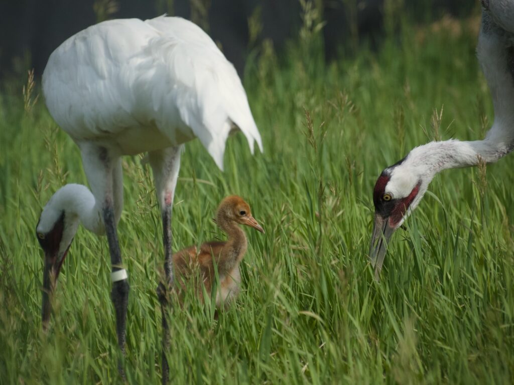 Whooping cranes