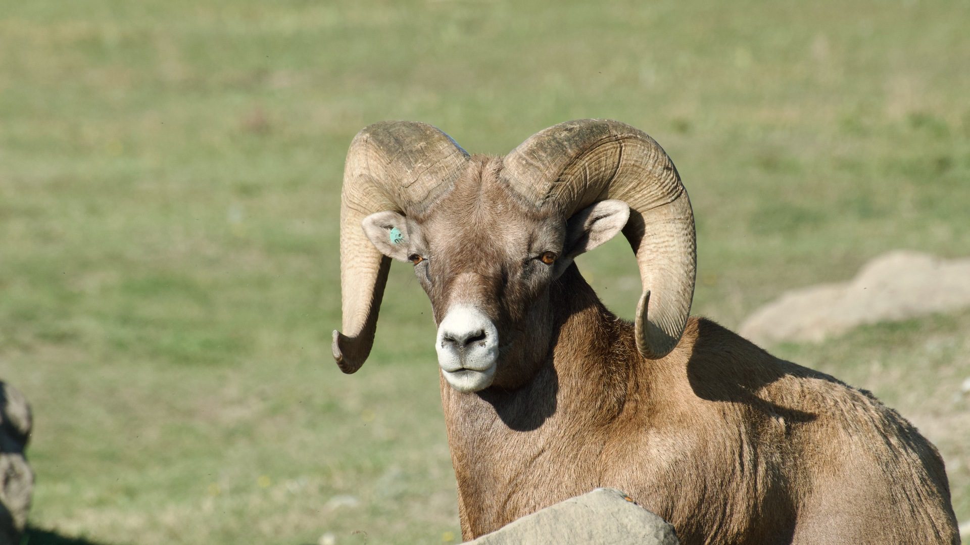 Bighorn sheep