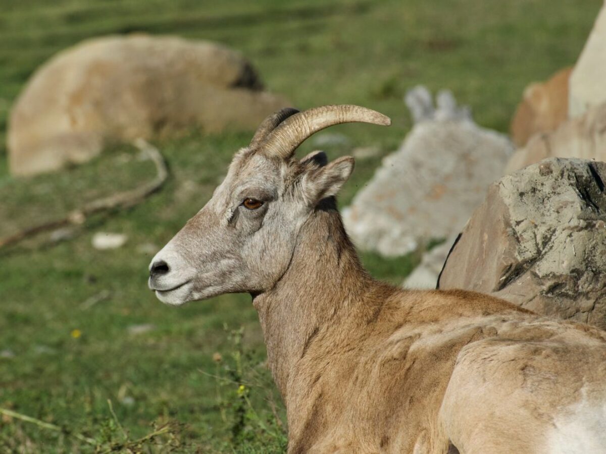 Bighorn sheep