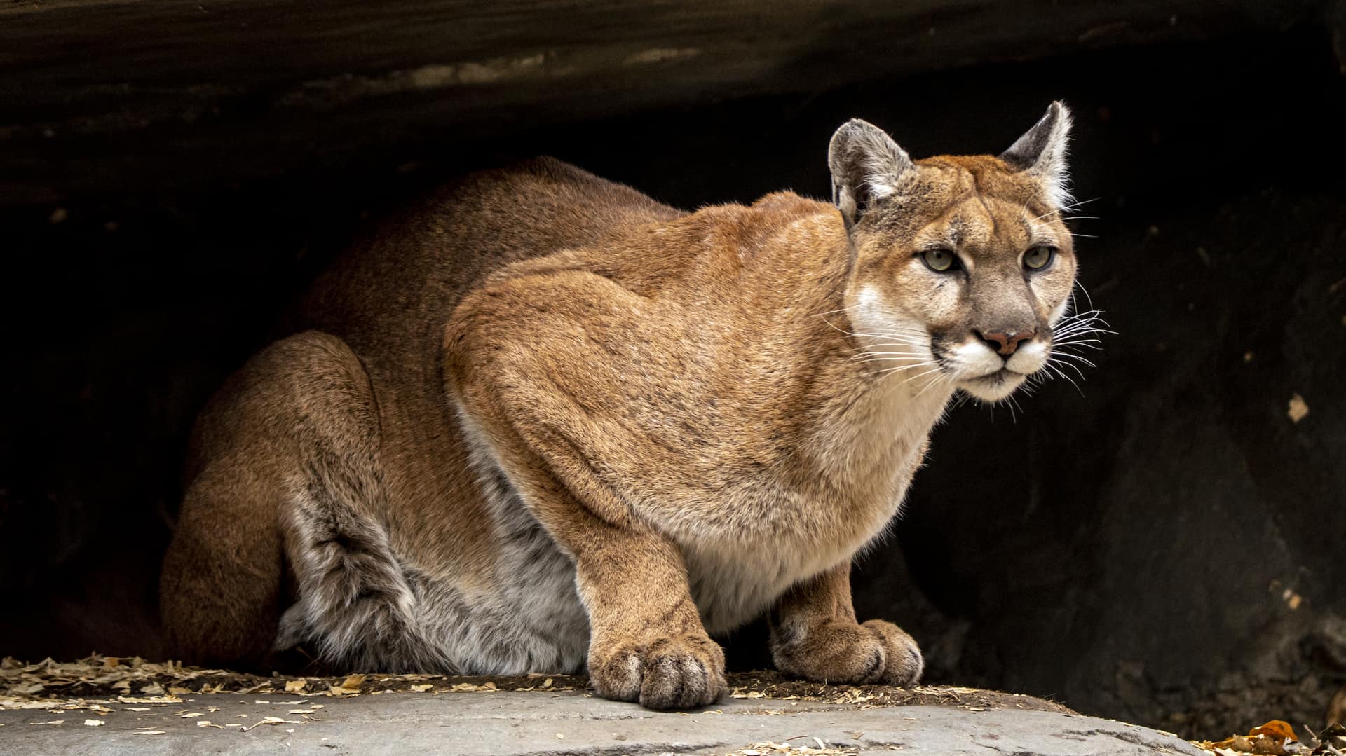 Cougars