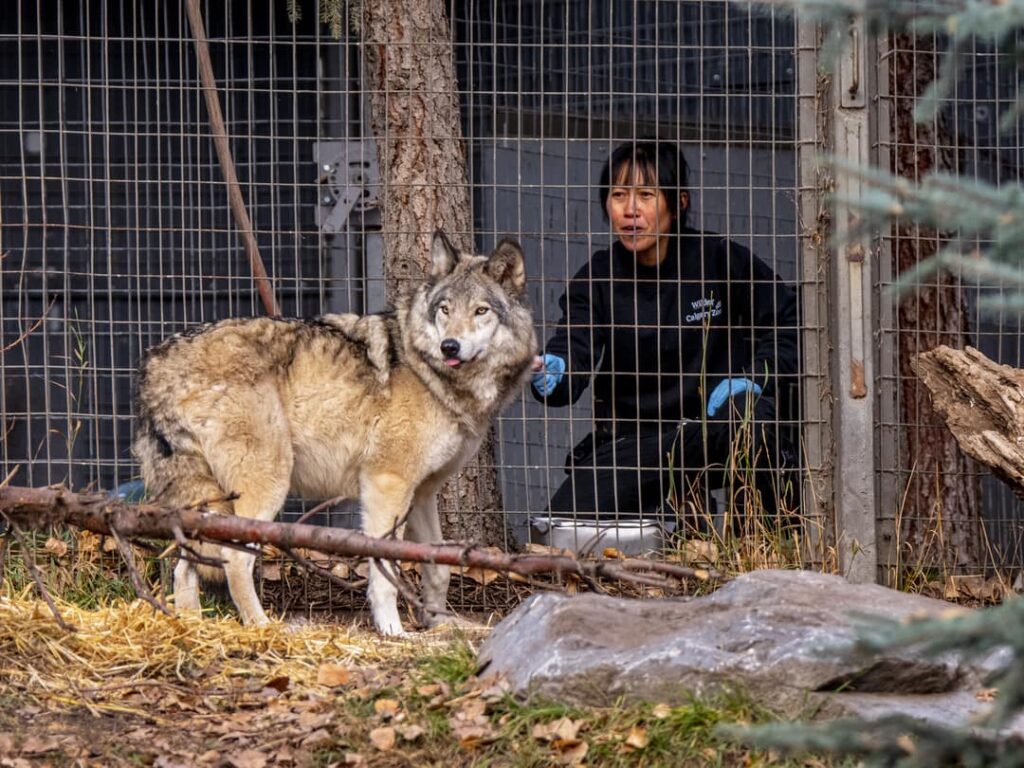 Grey Wolves