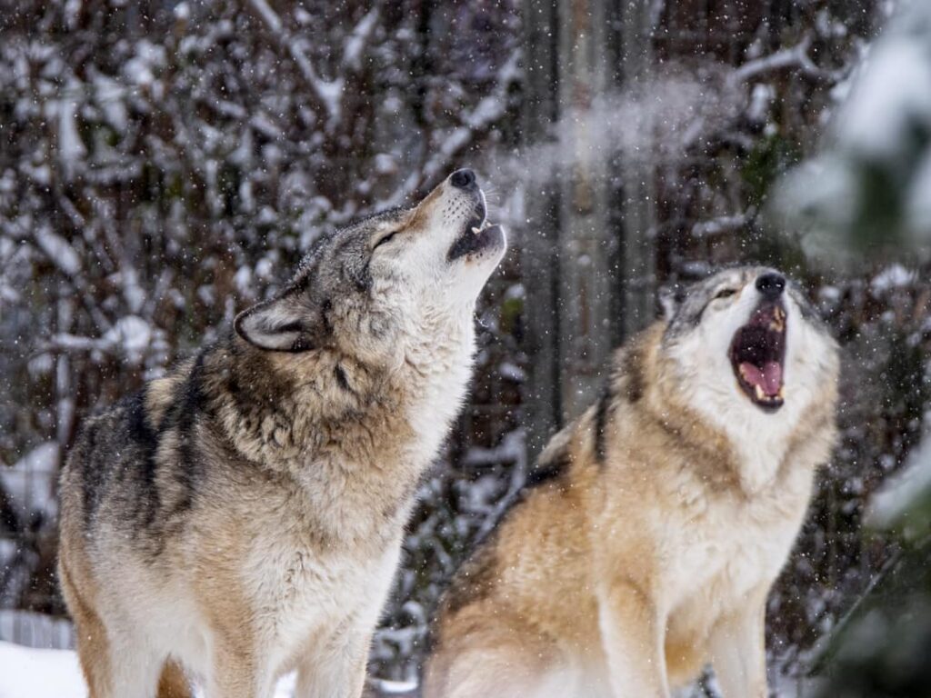 Grey Wolves