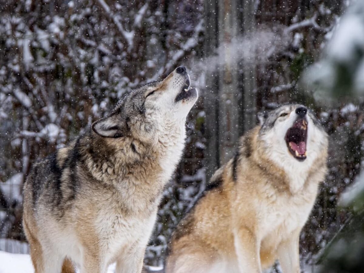 Grey Wolves
