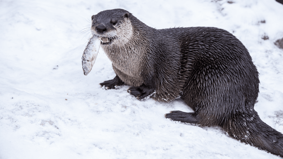 North American River Otters