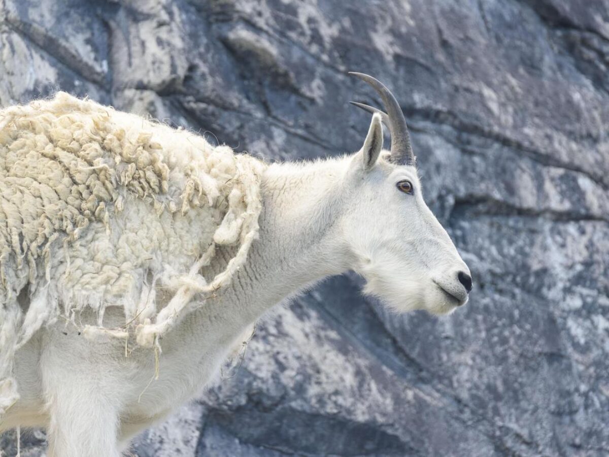 Rocky Mountain Goats