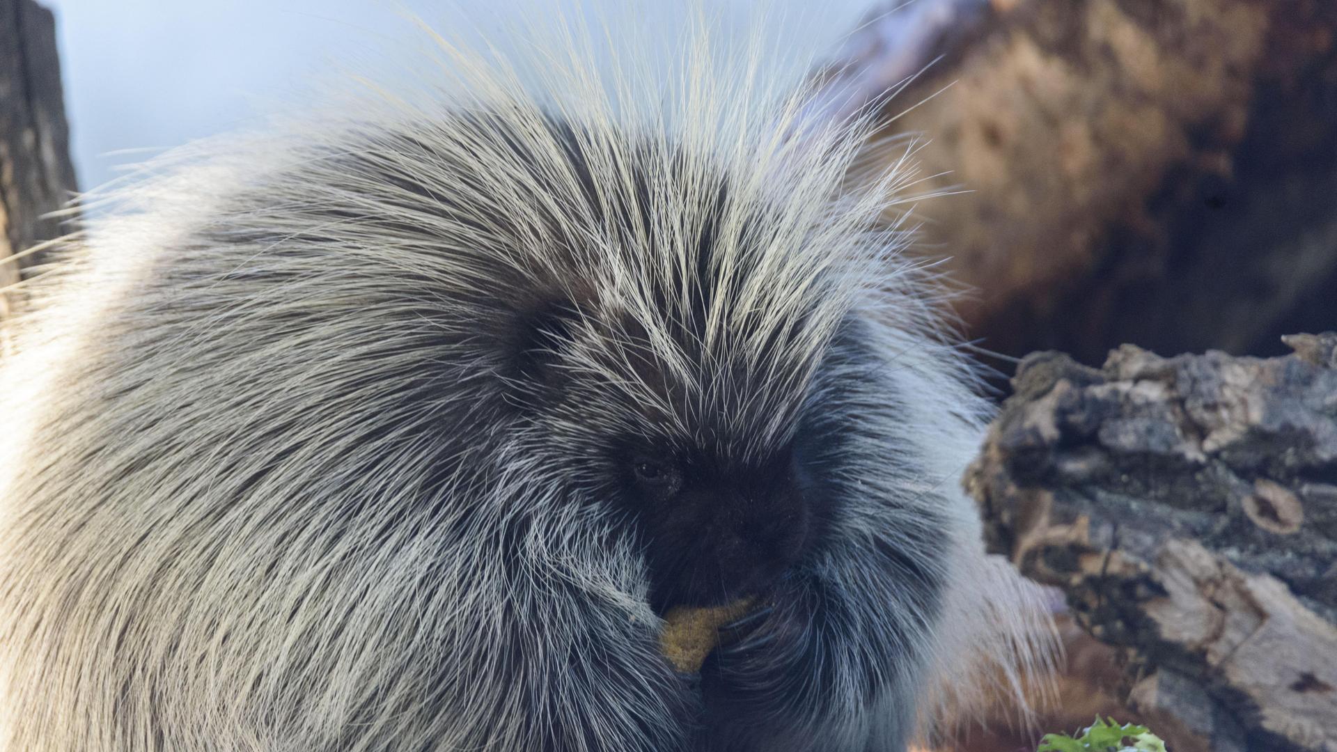 North American porcupine