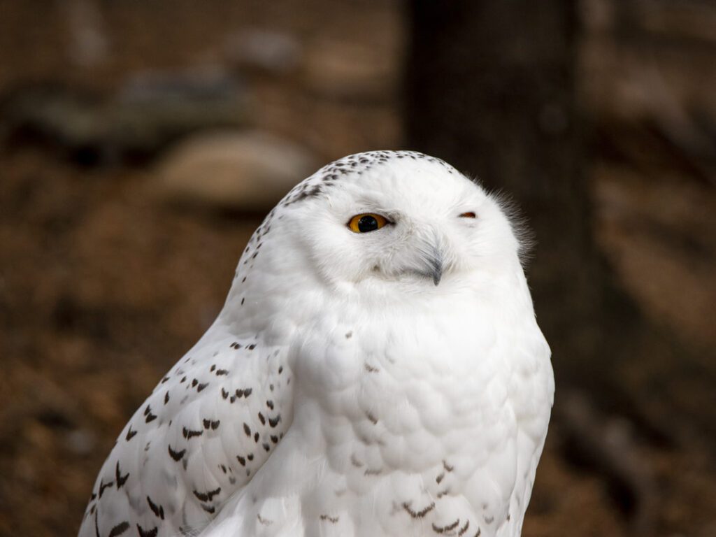 Snowy Owl