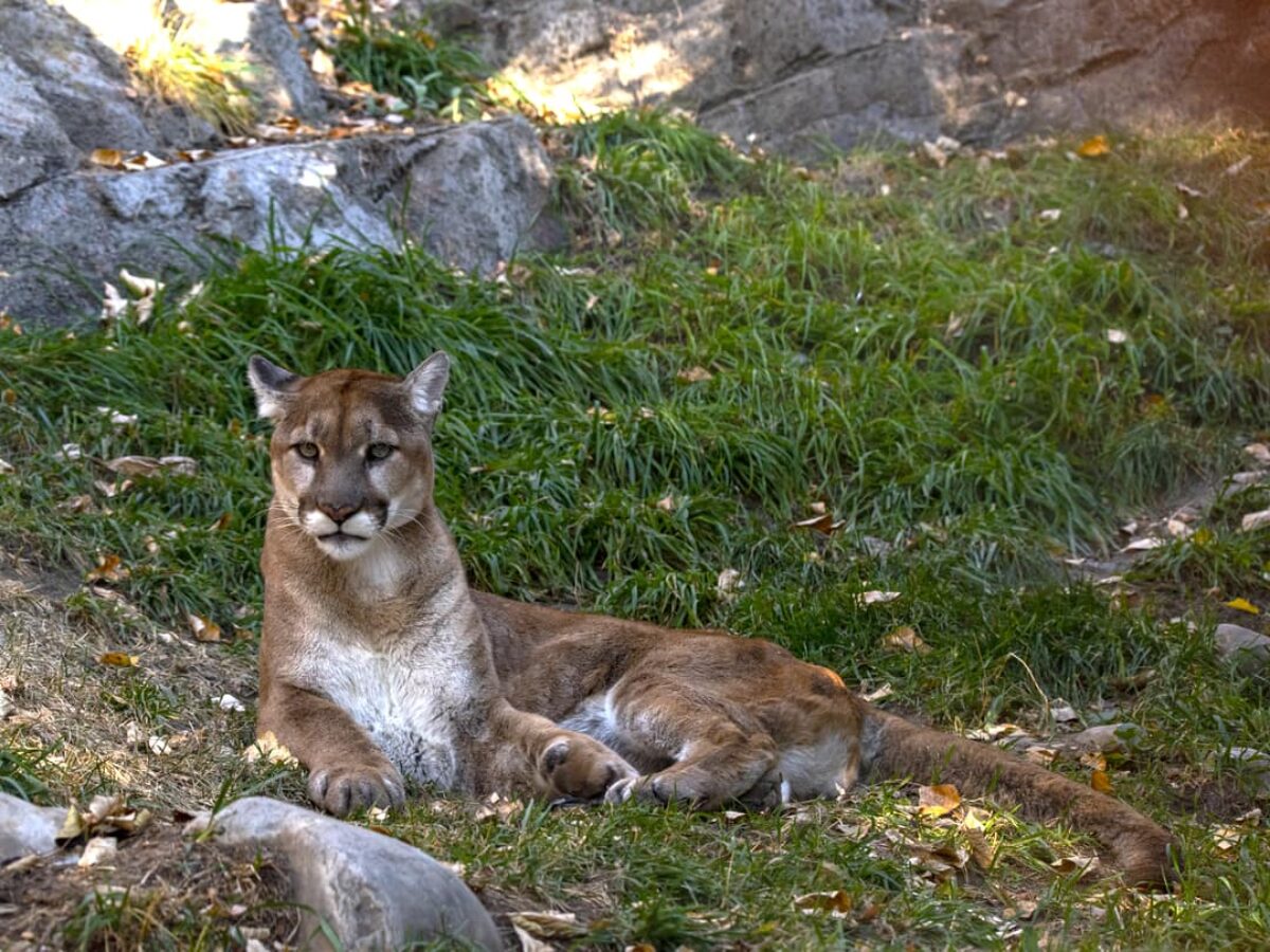 Cougars