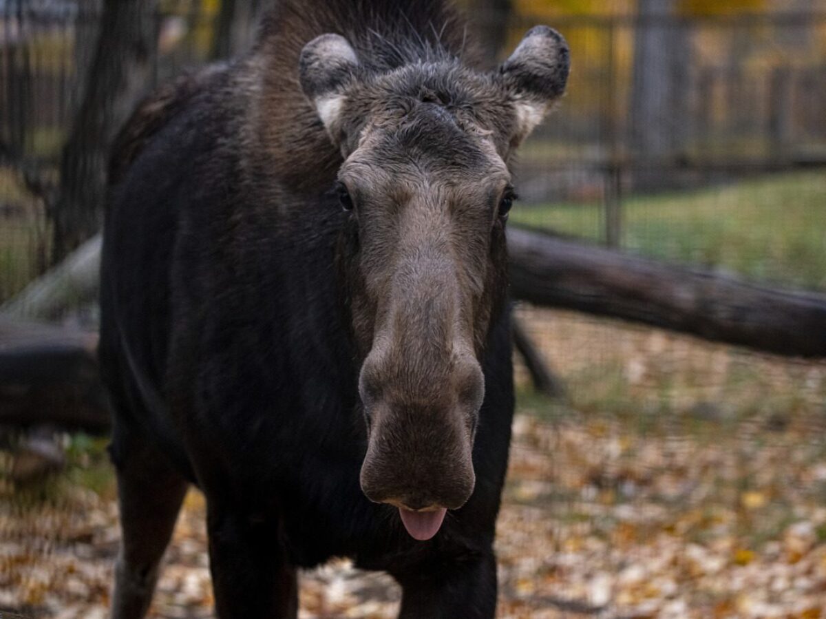 Moose