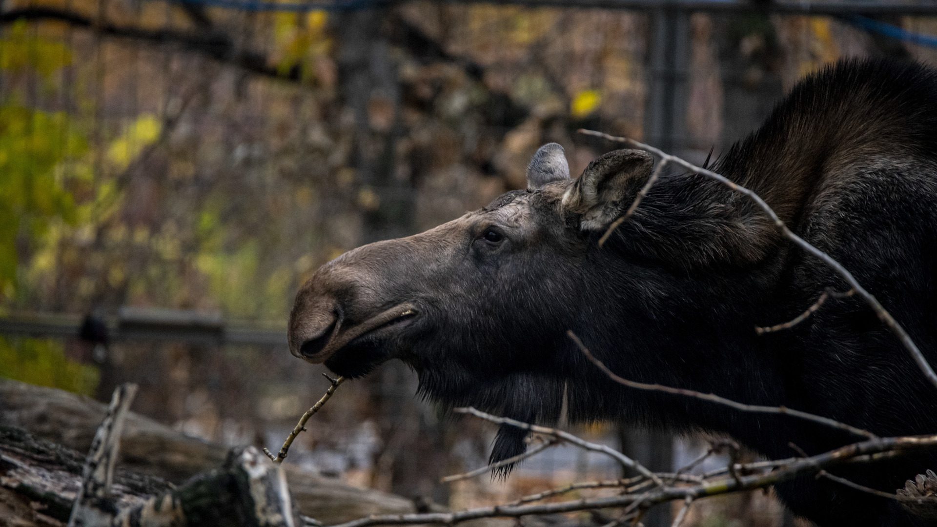 Moose