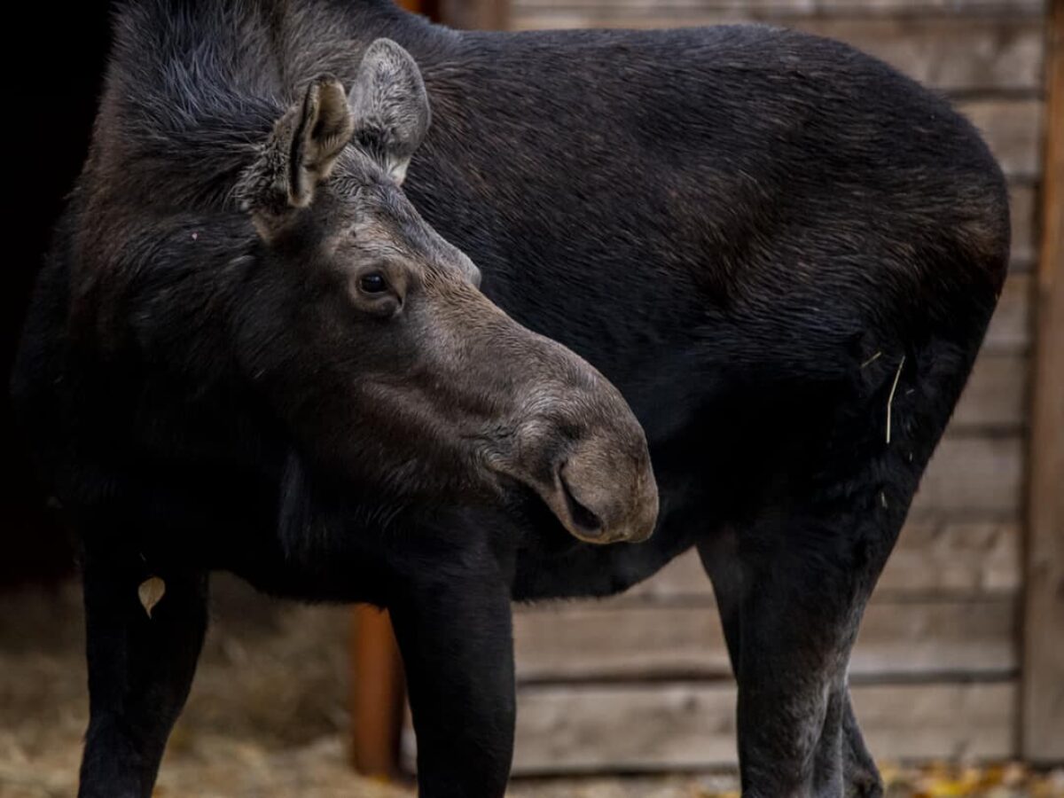 Moose