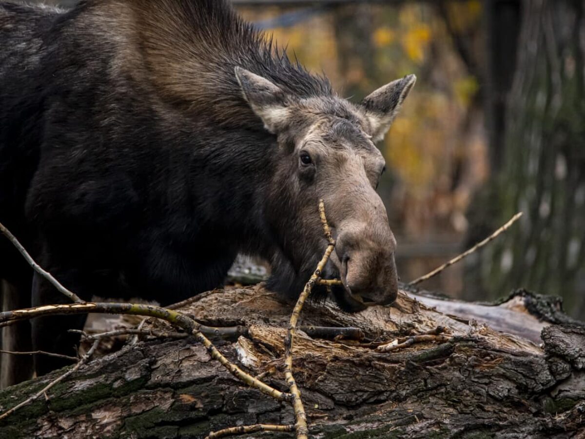 Moose