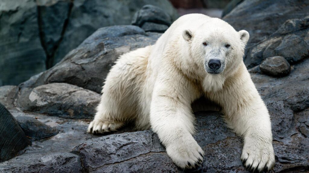 Polar Bears