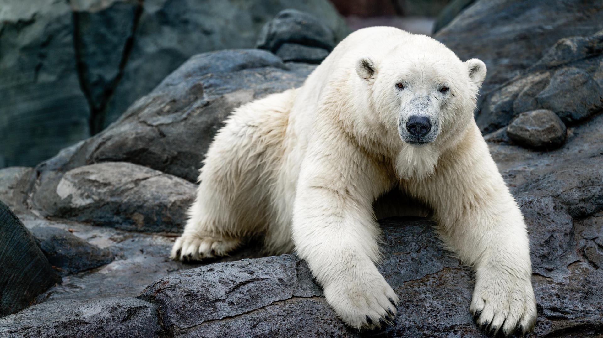 Wild After Hours: Polar Bears (18+) - Wilder Institute/Calgary Zoo