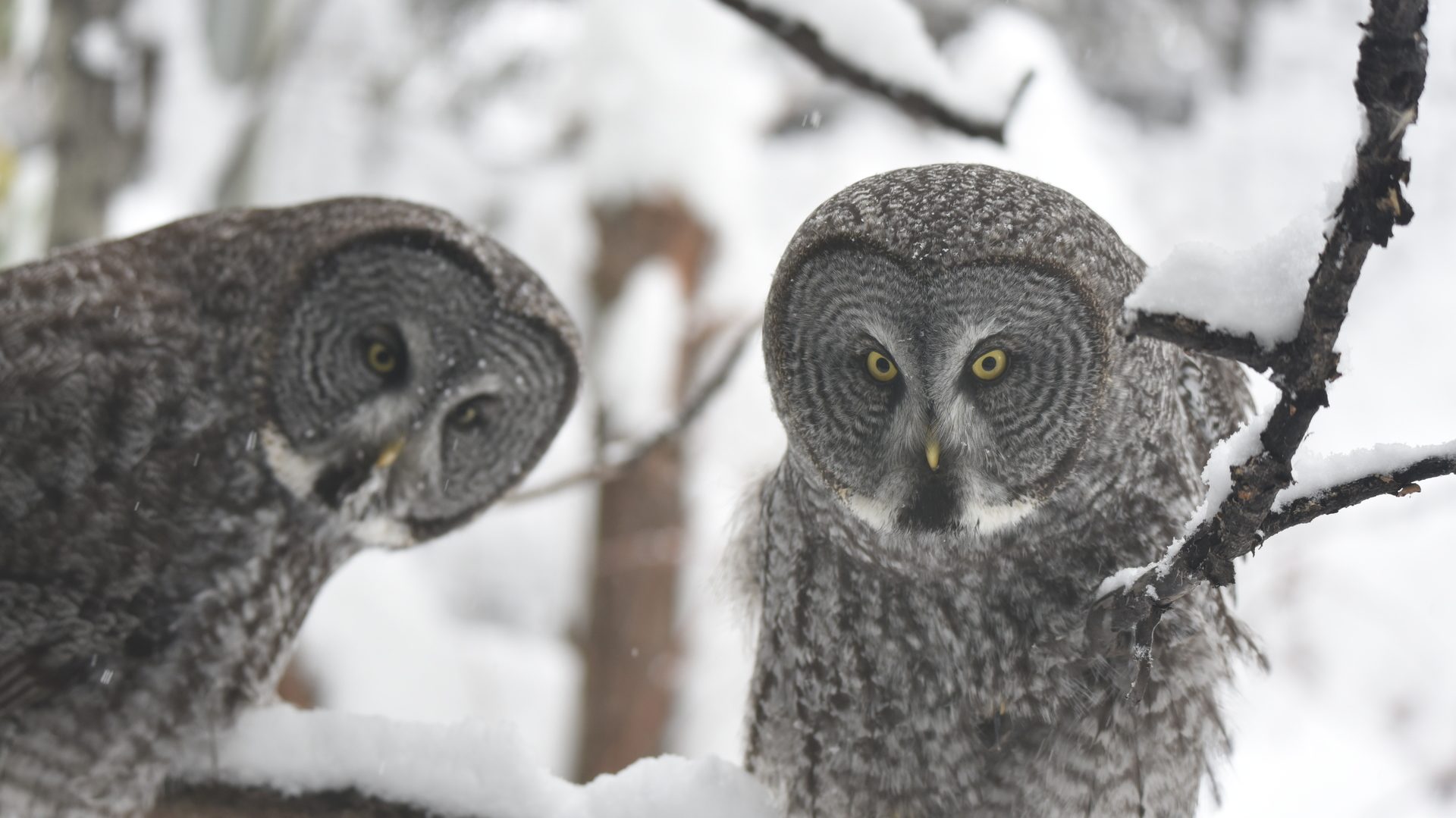 Great Grey Owls