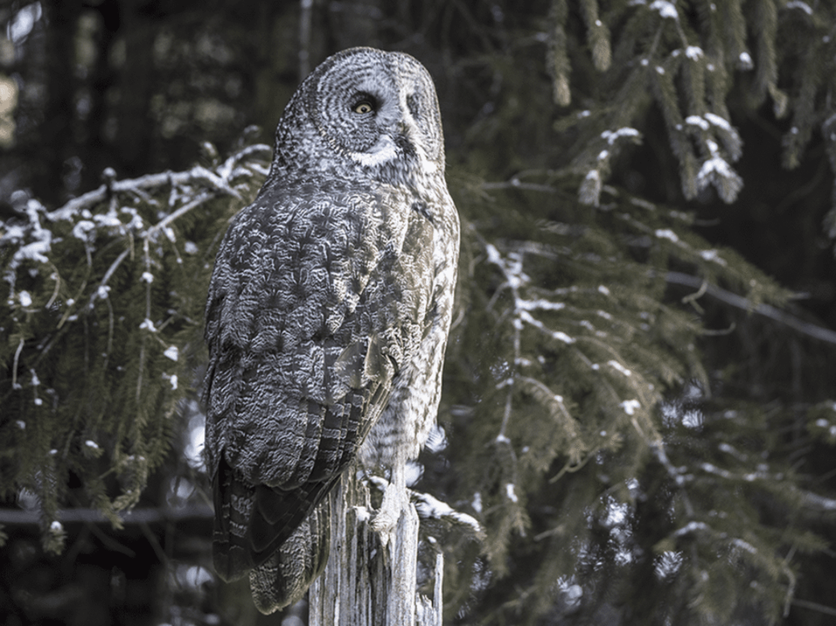 Great grey owl