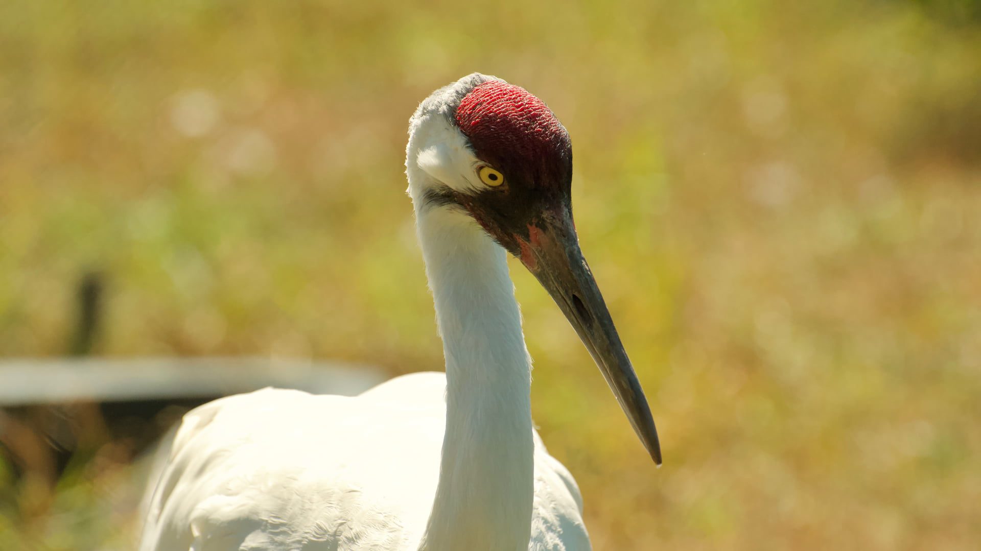 Whooping Cranes - Wilder Institute/Calgary Zoo