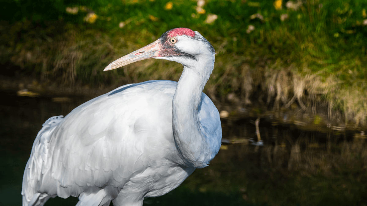 Whooping Cranes
