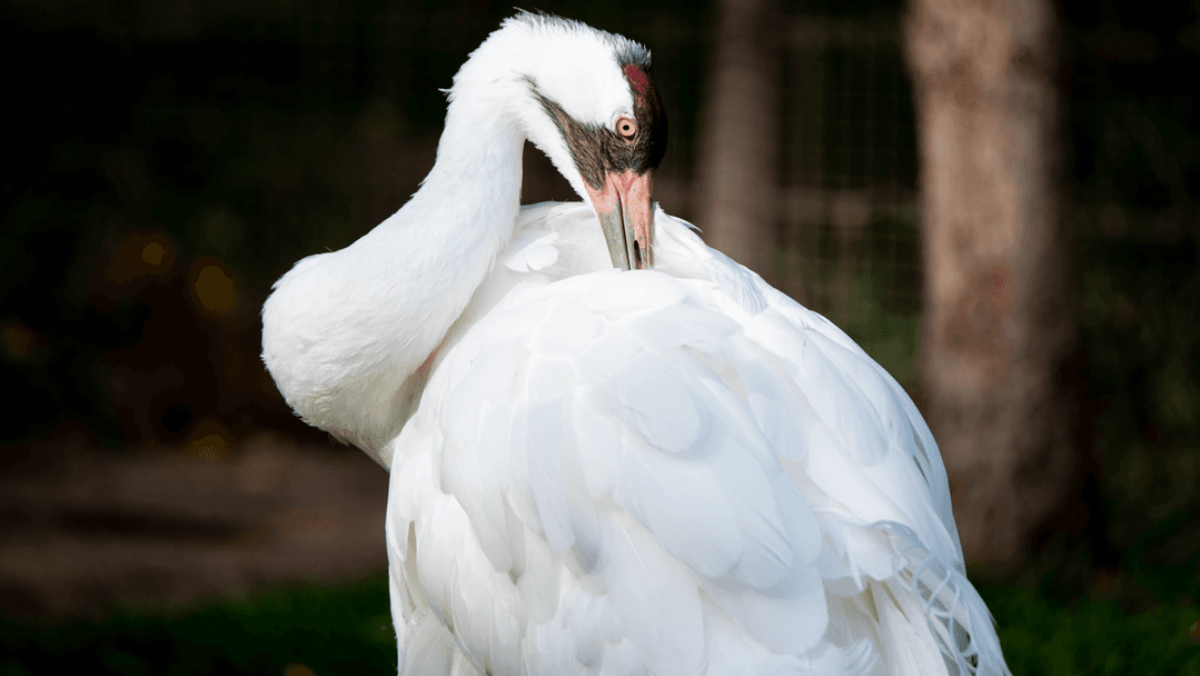 Whooping Cranes