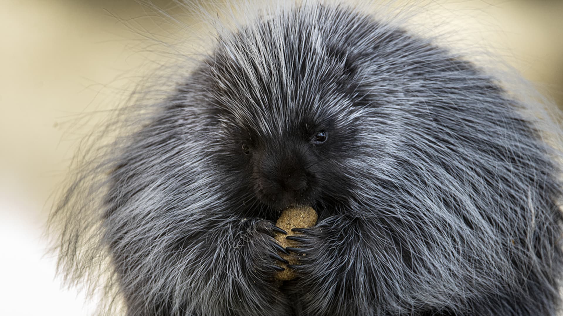 North American Porcupine