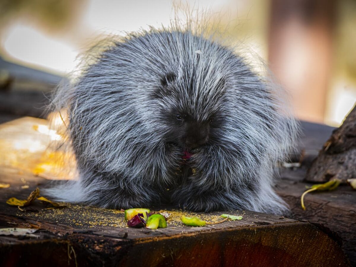 North American Porcupine