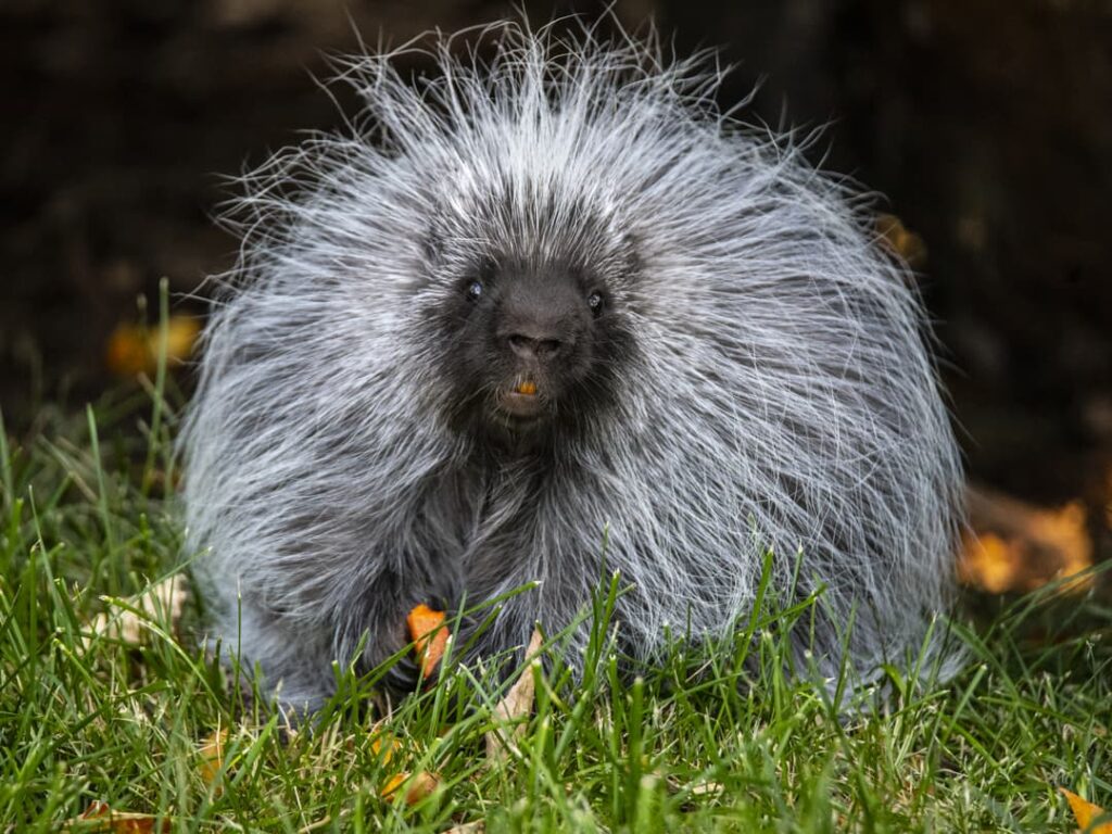 North American Porcupine
