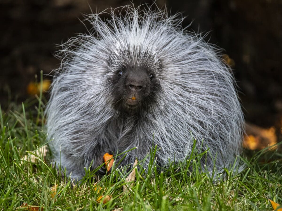 North American Porcupine