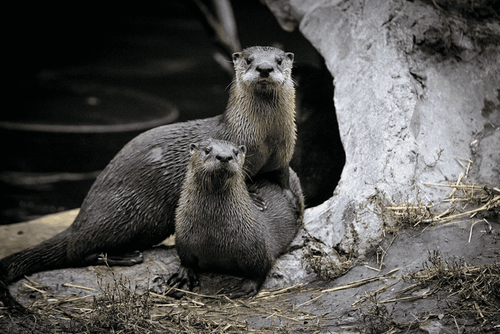 North American River Otters