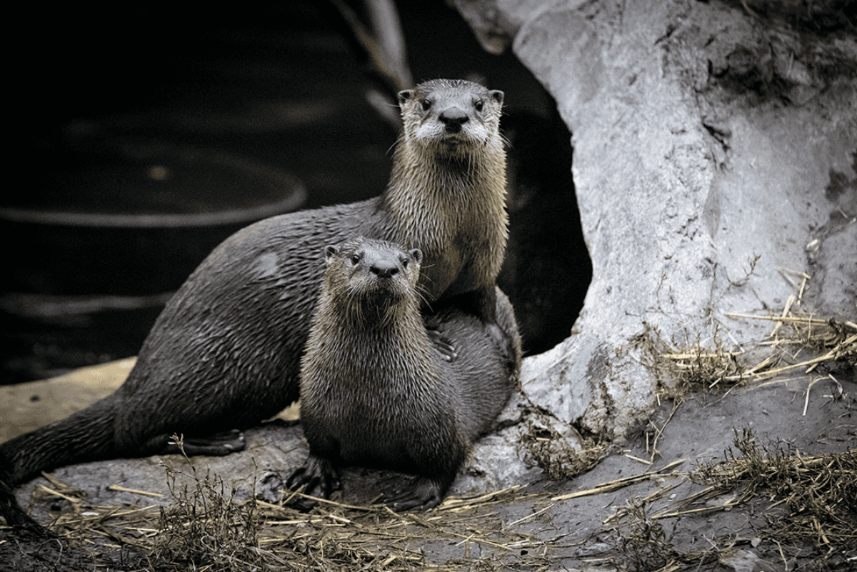 North American River Otters