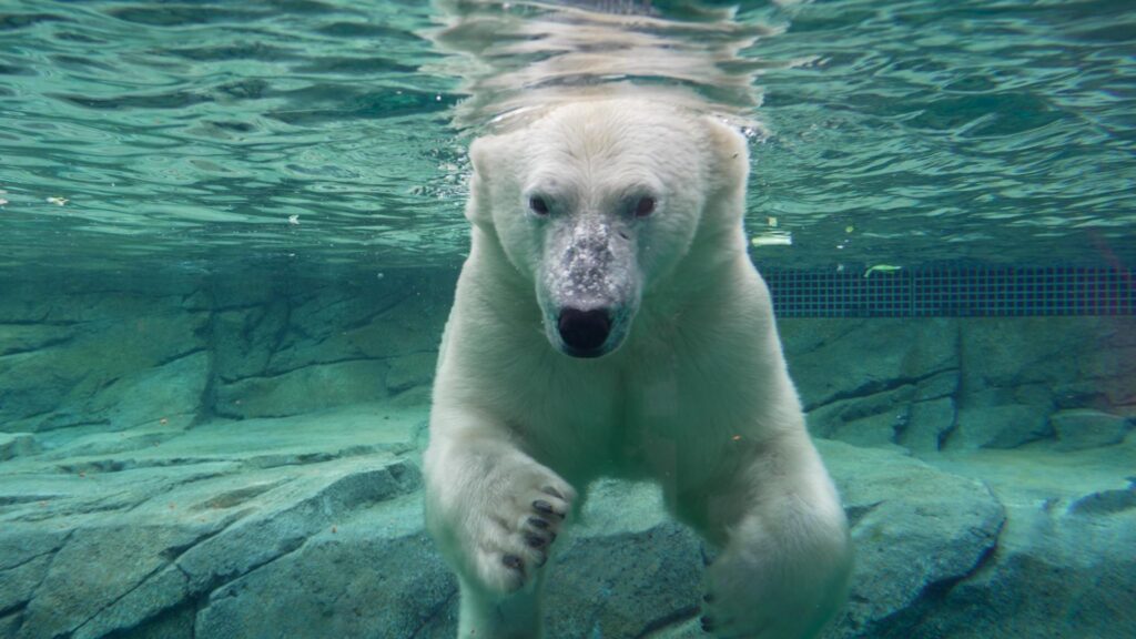 Polar bear
