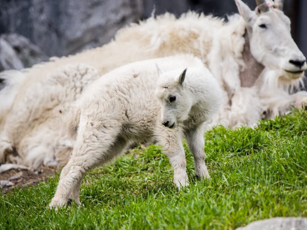 Rocky Mountain Goats
