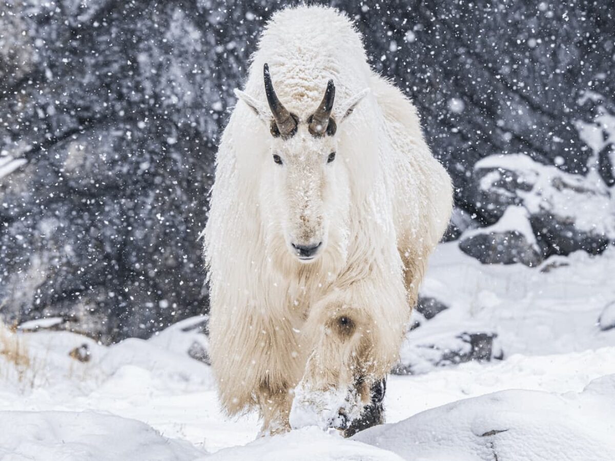 Rocky Mountain Goats