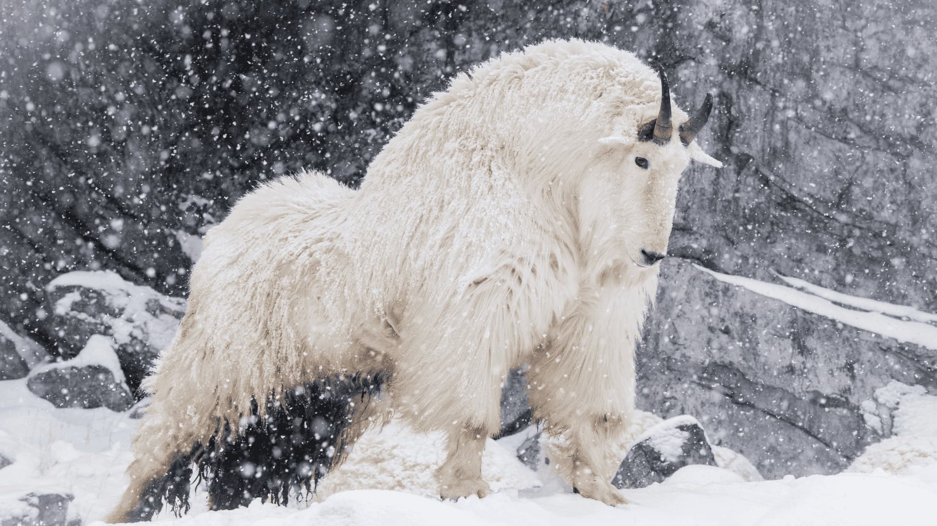 Rocky Mountain Goats