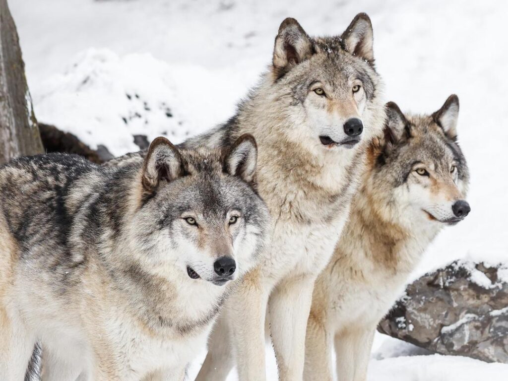 Grey wolves
