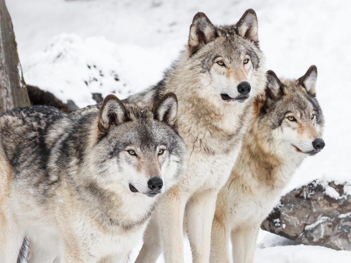 Grey wolves