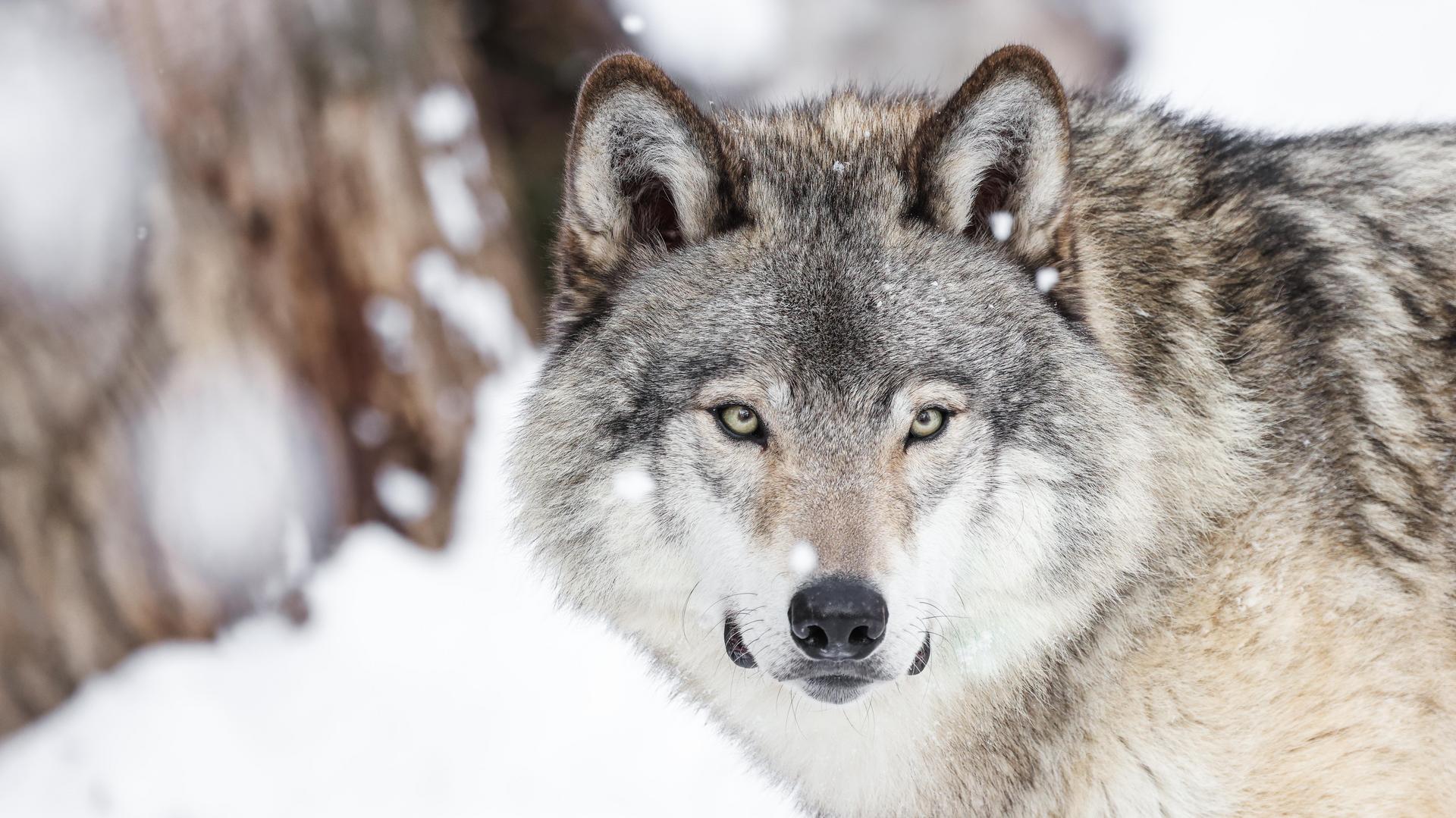 Grey wolf