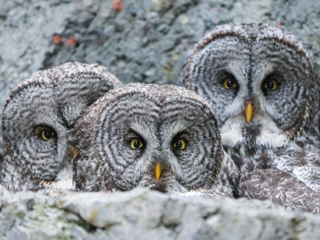 Great Grey Owls