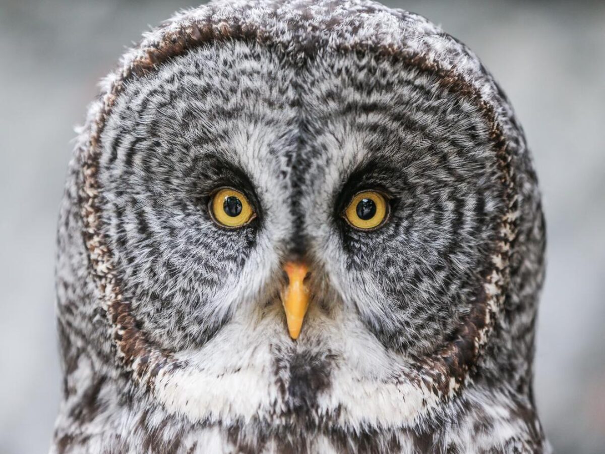 Great Grey Owls