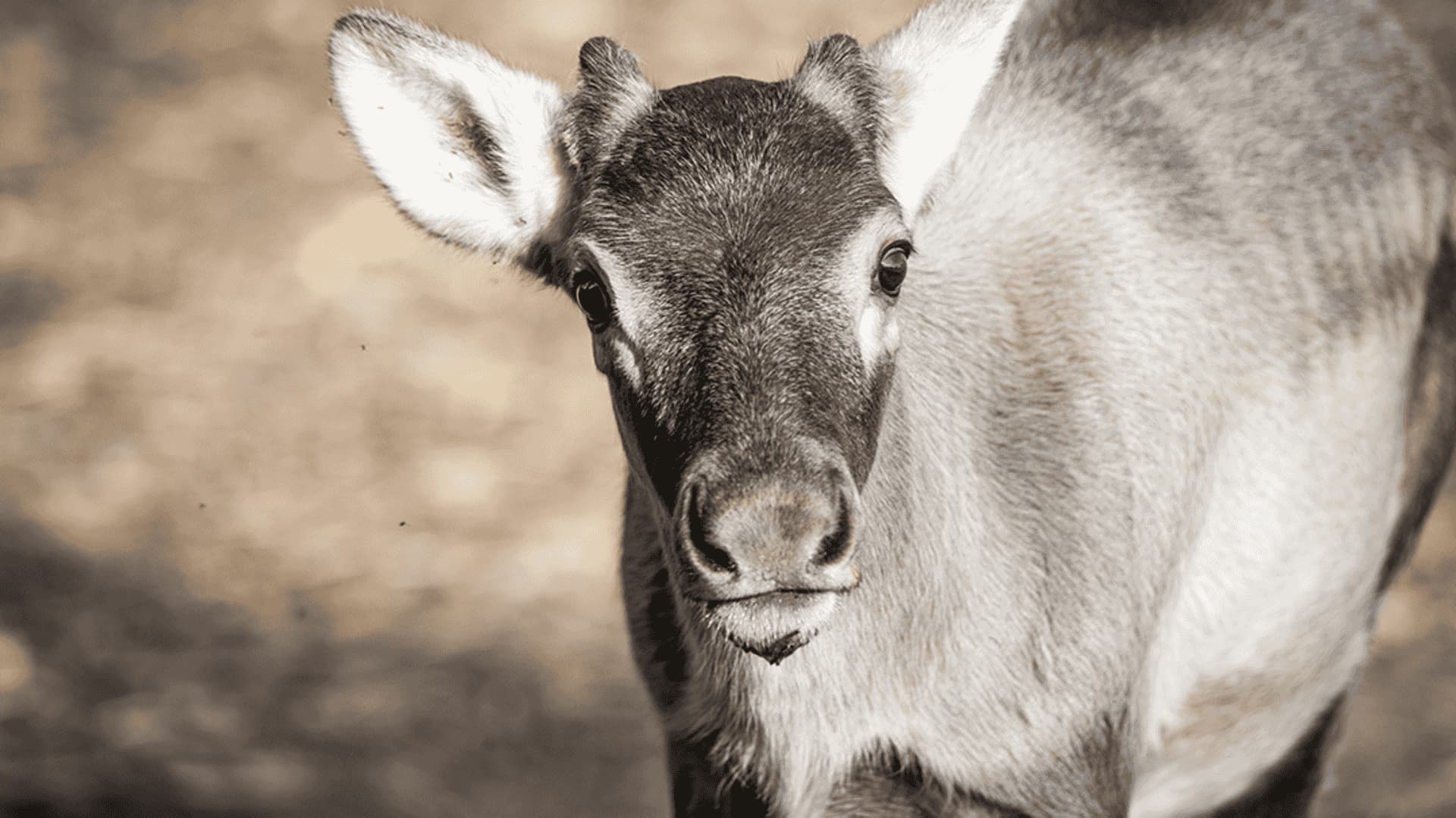 Woodland Caribou