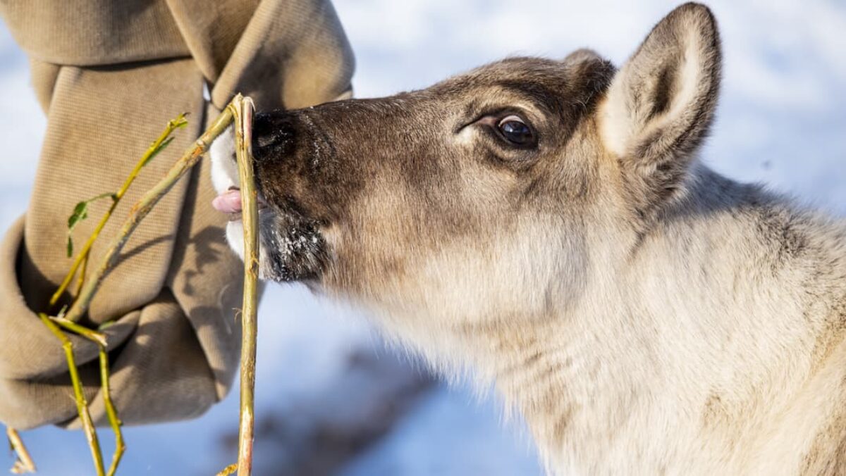 Woodland Caribou