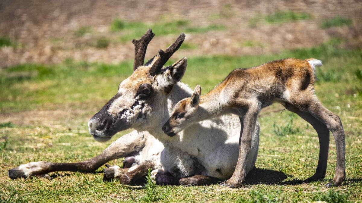 Woodland Caribou