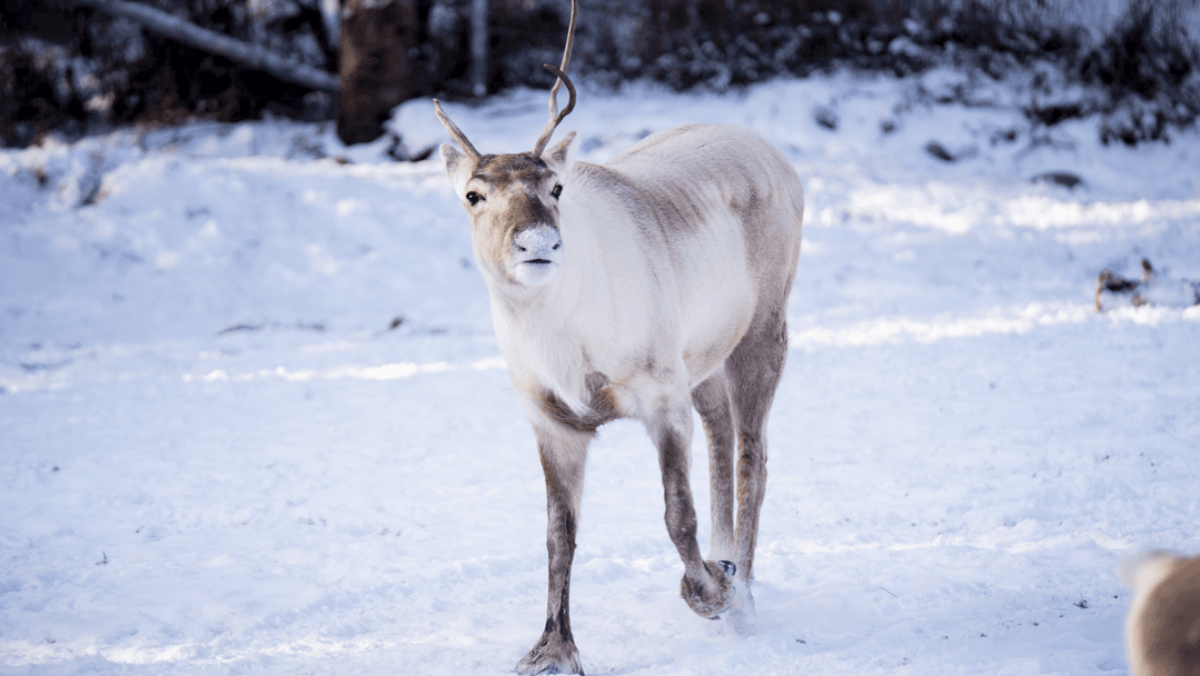Woodland Caribou