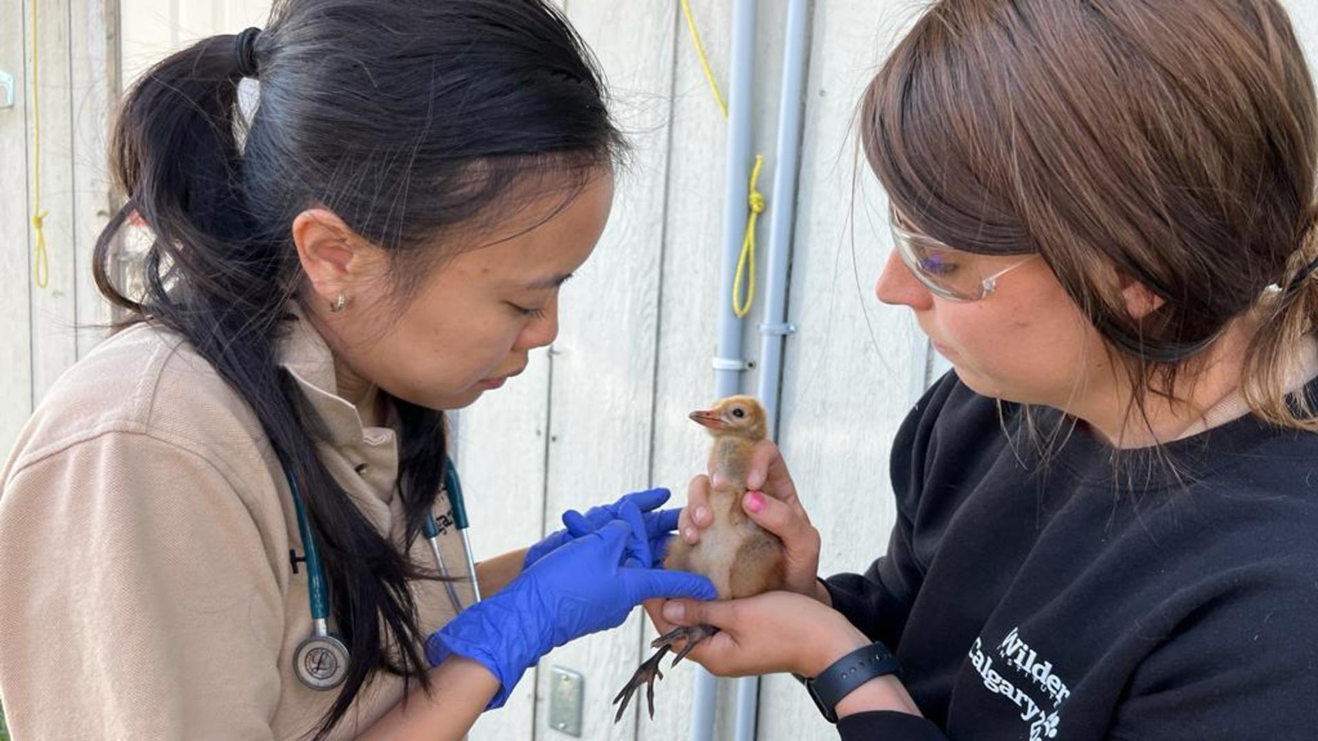 Whooping crane conservation